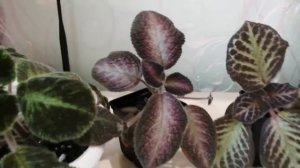 Как размножить эписцию.