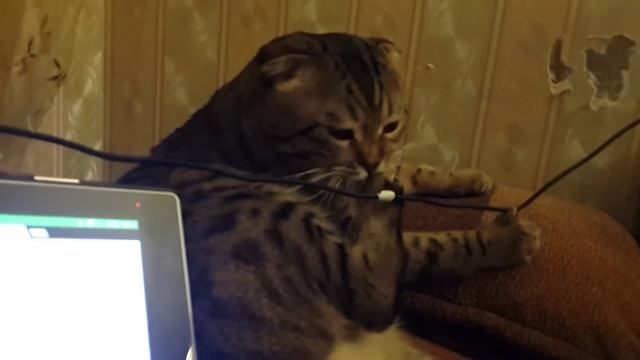 Шерик вредитель грызёт провода. смотреть онлайн