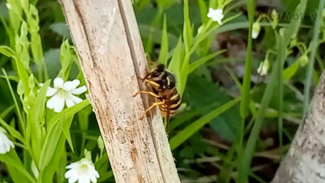 4К VIDEO. ОСА СОБИРАЕТ материал для гнезда / WASP Collects Nest Material