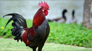 петухи кукарекает #звуки