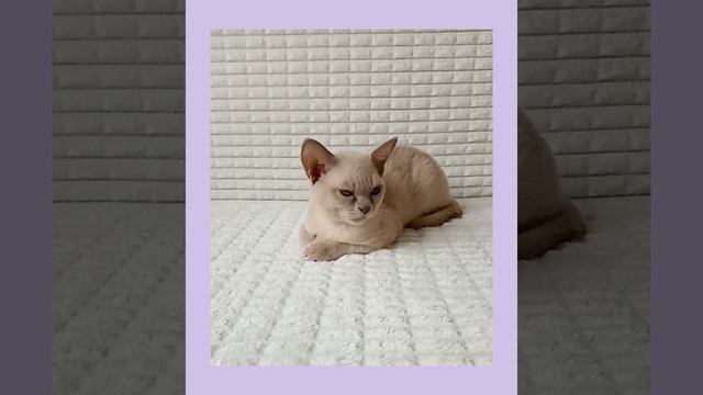 Бурманская лиловая кошечка #лиловаябурма смотреть онлайн