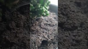 Паутина на кактусе!!! ☹?????