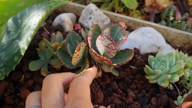 A few types of Kalanchoe in my garden. Not frost hardy plant #succulentslover #zone9 смотреть онлайн