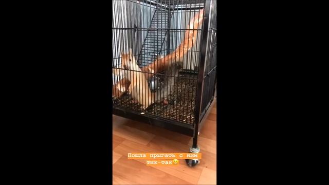 Белка Соня (Новосибирск). Squirrel Sonia (Novosibirsk). смотреть онлайн