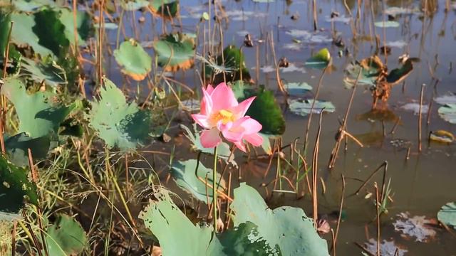 Free HD Stock Footage. Lotus. Футаж. Лотос. смотреть онлайн