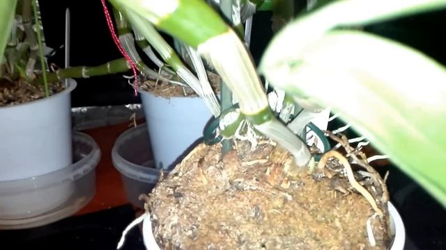 Мои Дендробиумы Нобиле без пересадки.... смотреть онлайн