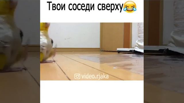 Злой попугай. Бедные соседи снизу смотреть онлайн