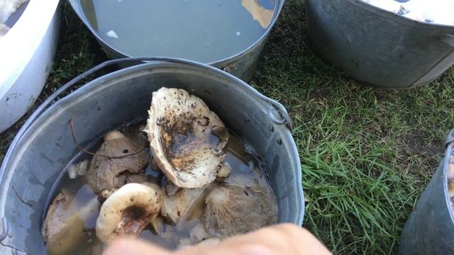 Грибы Грузди. Как их обработать и готовить.. Marianablog.ru (МарианаБлог).Цитрусы и ЗОЖ смотреть онлайн