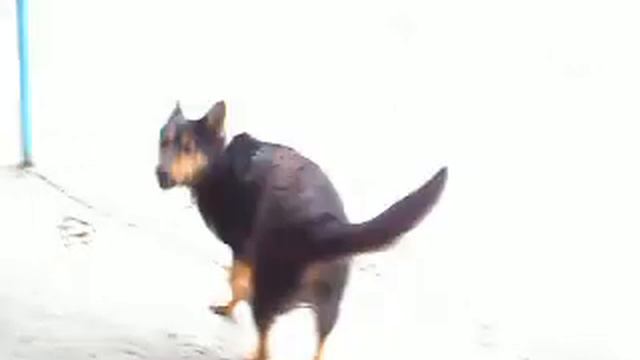 Бухарских
