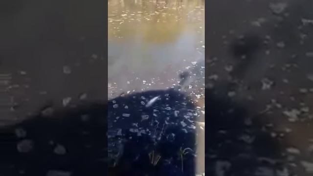 Рыбалка в Алматы пруд " Декабрьский " и вот так каждый месяц смотреть онлайн