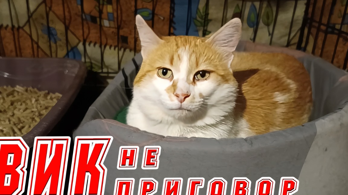 ВИК не приговор. смотреть онлайн