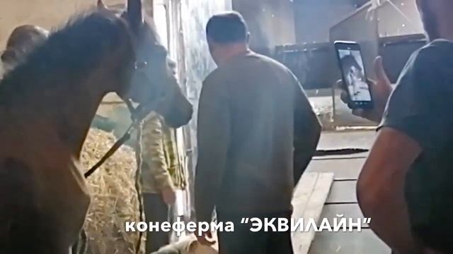 Отправка кобылки 2020 года рождения в Республику Дагестан, город Хасавюрт смотреть онлайн