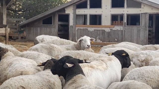 генетика Кая лучшая . Скорость роста Формы и отличные материнские качества у овцематок. смотреть онлайн