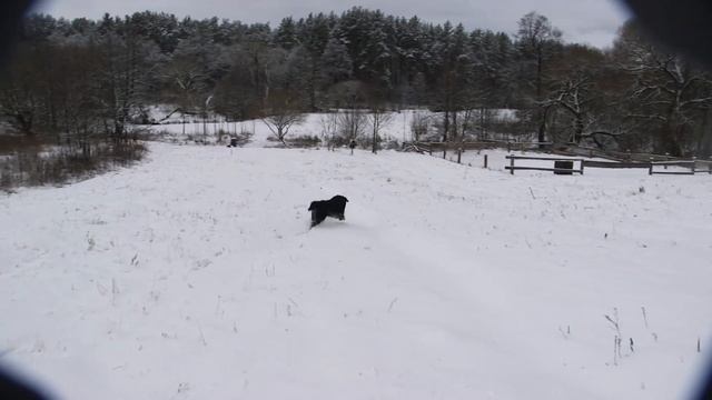 БЕРНСКИЙ ЗЕННЕНХУНД: особенности содержания, характер, воспитание, плюсы и минусы породы смотреть онлайн