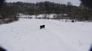 БЕРНСКИЙ ЗЕННЕНХУНД: особенности содержания, характер, воспитание, плюсы и минусы породы