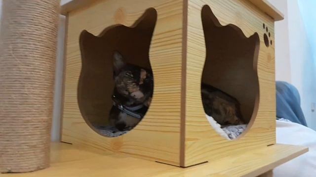We Went To A NEW Cat Café! ??? | Vlog смотреть онлайн