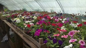 Мини отчёт по продажам рассады и цветов.