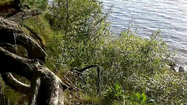 Сказочные корни деревьев смотреть онлайн