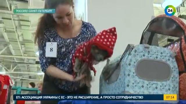 Кошачий показ мод. Эфир от 16.12.16 смотреть онлайн