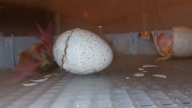 Хайбрид Конвертер в китайском инкубаторе HHD 56 смотреть онлайн