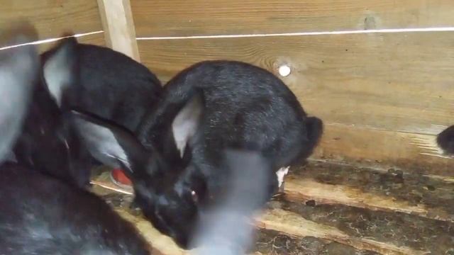 Как мои КРОЛИКИ сами ЗАРАБАТЫВАЮТ себе на Корм Осенняя Продажа живым весом за деньги на Комбикорм смотреть онлайн