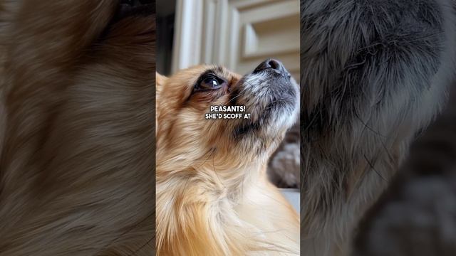 First “Designer” dog? Queen Victoria's Lavish Pekingese Gift from China #dog #royal #queen смотреть онлайн