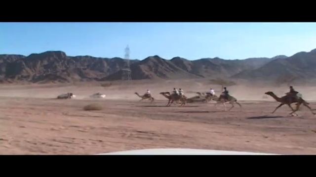 Bedouin Camel Race Sinai Desert смотреть онлайн