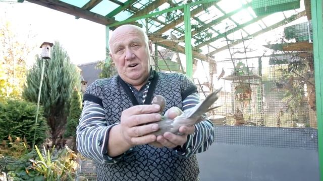 Продолжение о белорусском жаром ленточном турмане. смотреть онлайн