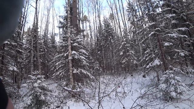 Русская гончая Стрелка (1 год 8 месяцев). Охота на зайца беляка по снегу. Снова промах