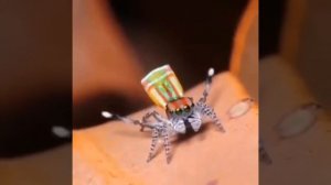 ?Как Паук скакун танцует перед самкой, чтобы она его не съела. Переговоры - они проходя по разному!