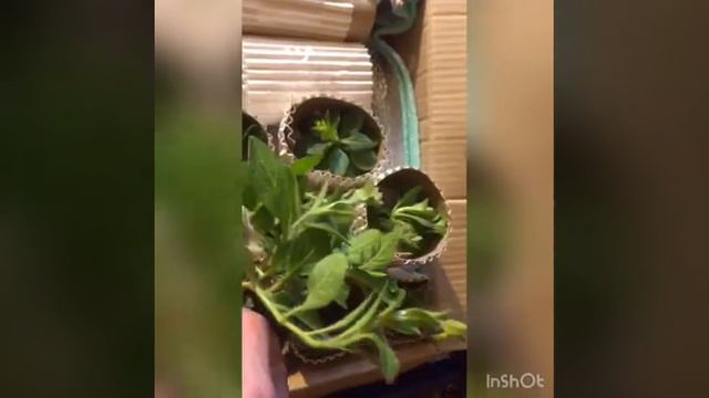 Февральская посылочка от Ольги Сохач смотреть онлайн