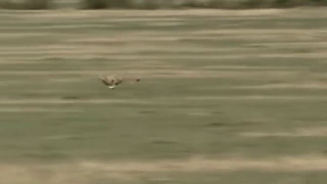 Animal Habitats | Habitats Song | Habitat | Habitat Song For Kids | Jack Hartmann