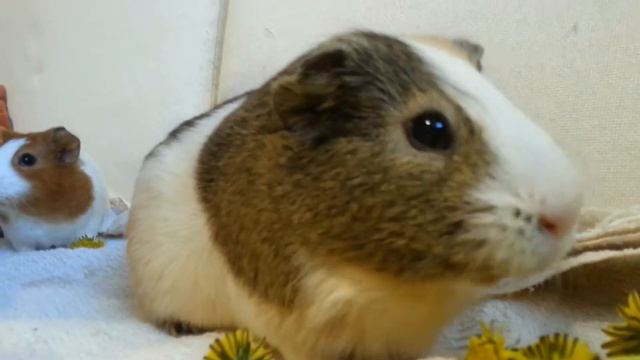 Морские свинки кушают одуванчики. смотреть онлайн