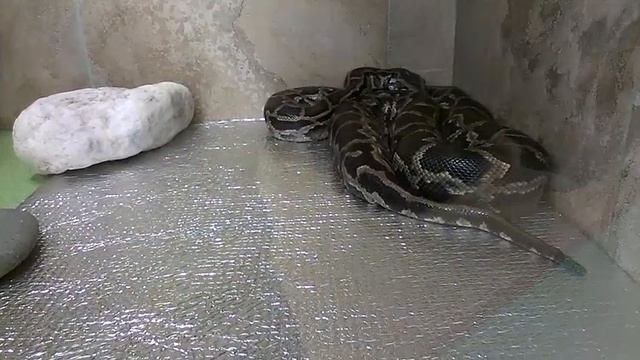 Королевский питон