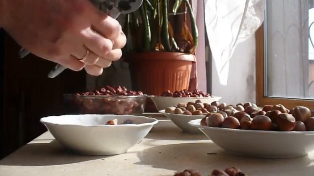 фундук ТРАПЕЗУНД и КАТАЛОНСКИЙ сравнение.!!! смотреть онлайн