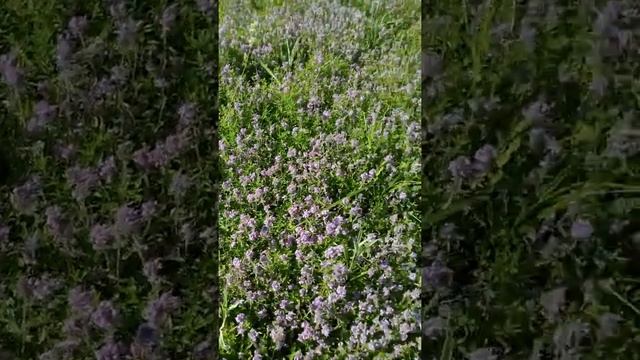 когда Чабрец начинаеться смотреть онлайн