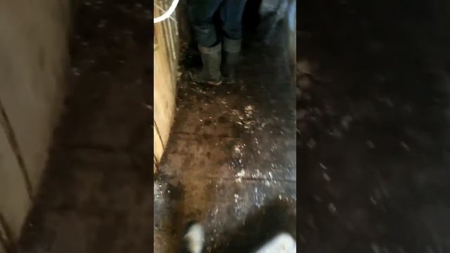 Вес поросят в 3 месяца смотреть онлайн