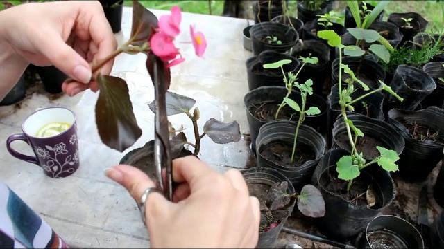 COMO REPRODUCIR LA FLOR DE AZÚCAR, BEGONIA O SEMPERFLORENS смотреть онлайн