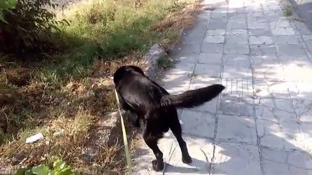 Наш лабрадор повредил лапку, приехали в ветеринарную клинику, Поморие, Болгария смотреть онлайн