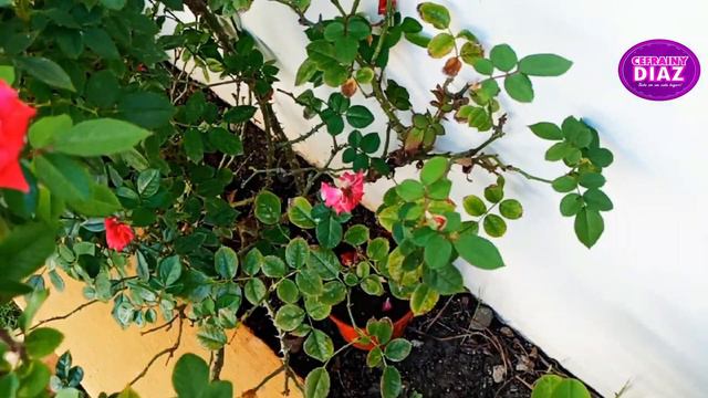 Todo lo que necesitas saber sobre los cuidados básicos de un rosal, reproducción riego y floracion смотреть онлайн