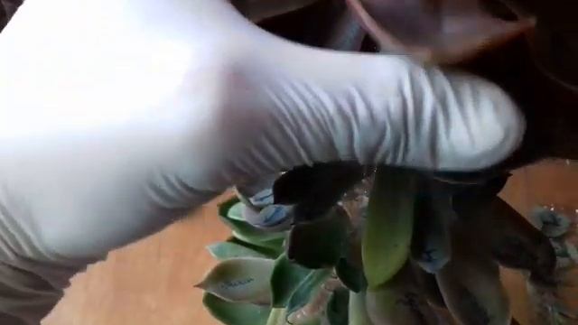 "Елка" из листьев суккулентов.Метод укоренения листьев над водой.Гидропоника. смотреть онлайн