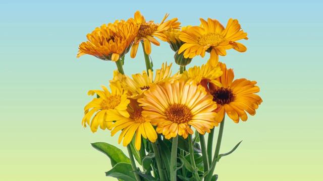 TIMELAPSE Calendula Flower Blooming смотреть онлайн