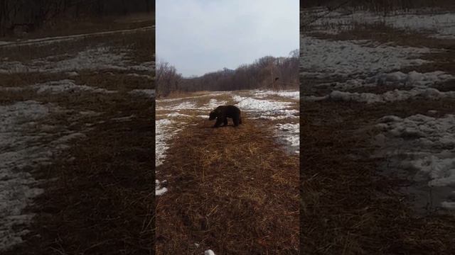 Притравка щенков ЗСЛ по медведю. 24.03.2018 смотреть онлайн