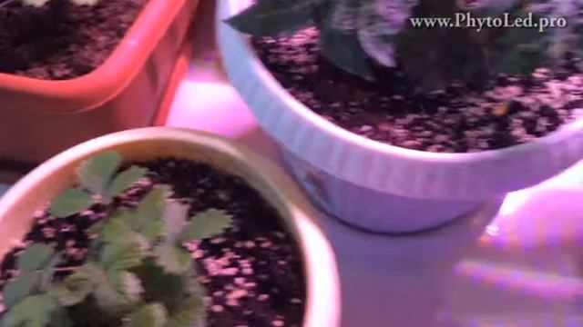 Светодиодный фитосветильник FitoLed Profi 75 combo смотреть онлайн