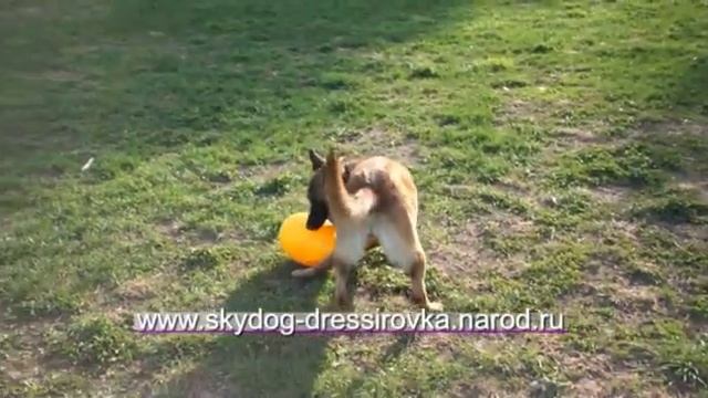 Развивающая игрушка для собак Jolly Egg смотреть онлайн