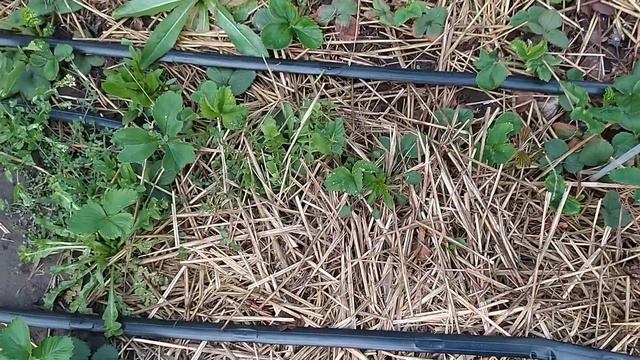 Результат после обработки клубники от вредителей Актарой смотреть онлайн