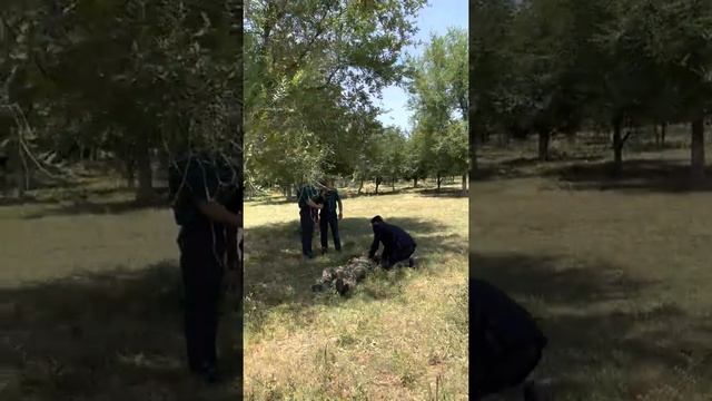 Сьемки. Кора сиган. смотреть онлайн