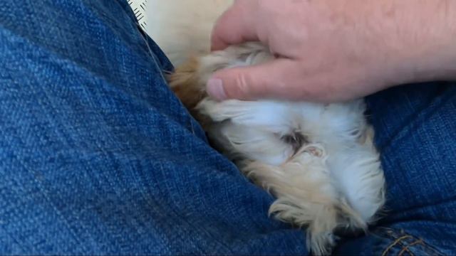 Растет мальчик Томми - ему уже 15 недель смотреть онлайн