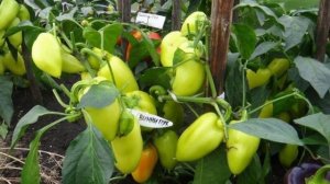 Перец сорта Винни пух