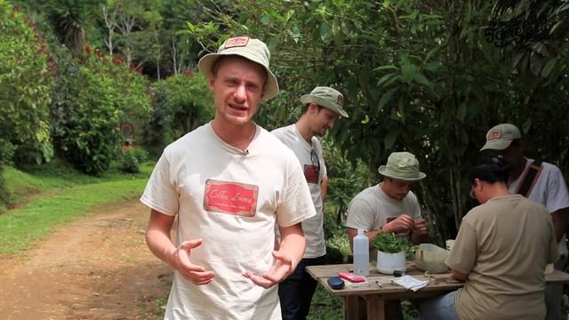 Графтинг кофе смотреть онлайн